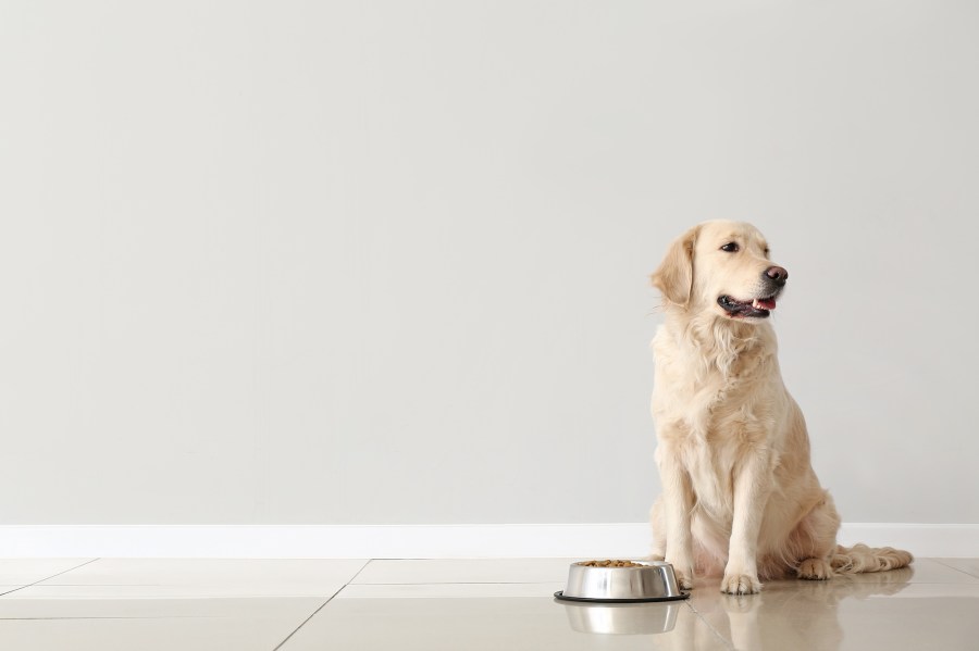 Understanding Common Freshpet Dog Food Complaints: A Comprehensive Guide